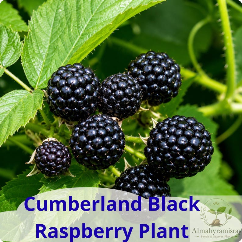 May include: A cluster of ripe, glossy black raspberries growing on a green plant with serrated leaves. The text Cumberland Black Raspberry Plant is printed in blue at the bottom, alongside a small logo for Almahyramisray Seeds & Starter Plants.