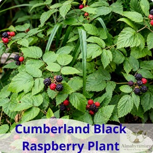 May include: A Cumberland black raspberry plant featuring green serrated leaves and clusters of berries in various stages of ripening, transitioning from red to deep black. The text Cumberland Black Raspberry Plant is printed at the bottom.