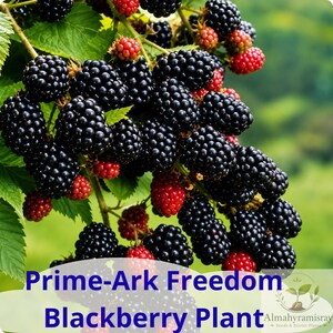 Prime-Ark Freedom Blackberry Plant – Live Bare Root Plug, Thornless Everbearing Fruit Bush