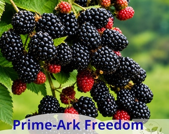 Prime-Ark Freedom Blackberry Plant – Live Bare Root Plug, Thornless Everbearing Fruit Bush