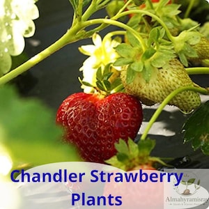 May include: A Chandler strawberry plant featuring a bright red ripe strawberry and several pale green unripe strawberries with green leafy stems. The text Chandler Strawberry Plants is printed in blue at the bottom of the image.