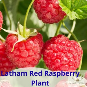 May include: A cluster of ripe, textured red raspberries hanging from a green stem with serrated leaves. The text 'Latham Red Raspberry Plant' is printed in blue, and the logo 'Almahyramisray Seeds & Starter Plants' appears in the corner.