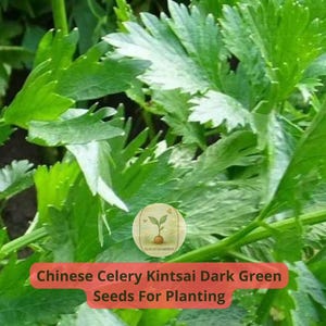 May include: Close-up of vibrant green Chinese celery leaves. The image features the text "Chinese Celery Kintsai Dark Green Seeds For Planting" in a red banner. The leaves have a serrated edge and are densely packed.
