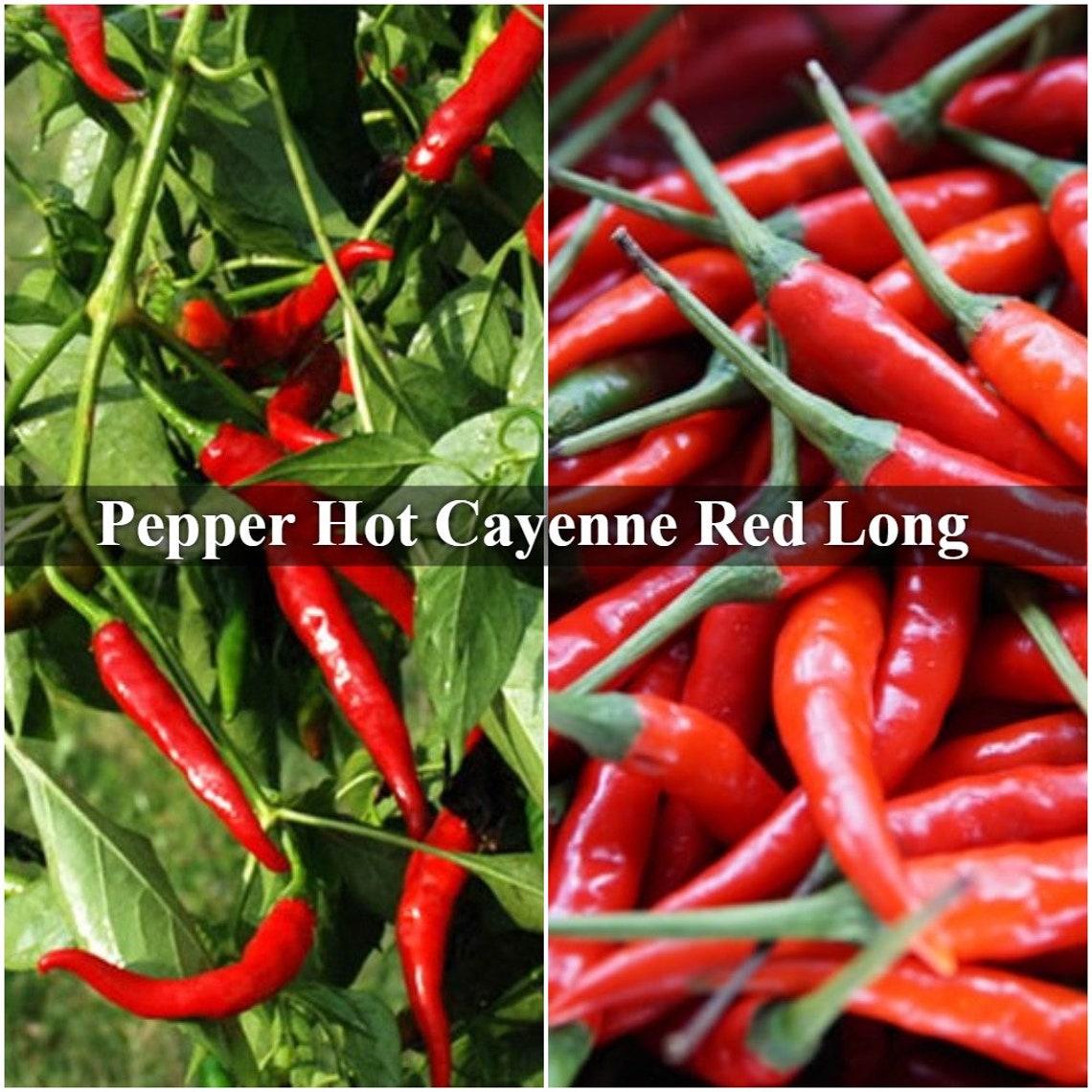 300 mg Pepper Hot Cayenne Red Long Seeds for Planting Very Etsy
