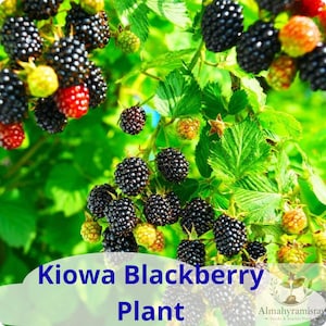 May include: A Kiowa blackberry plant featuring clusters of ripe black berries, partially ripe red berries, and unripe green berries among vibrant green serrated leaves. The text Kiowa Blackberry Plant and Almahyramisray are visible.