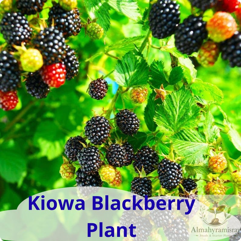 May include: A Kiowa blackberry plant featuring clusters of ripe black berries, partially ripe red berries, and unripe green berries among vibrant green serrated leaves. The text Kiowa Blackberry Plant and Almahyramisray are visible.