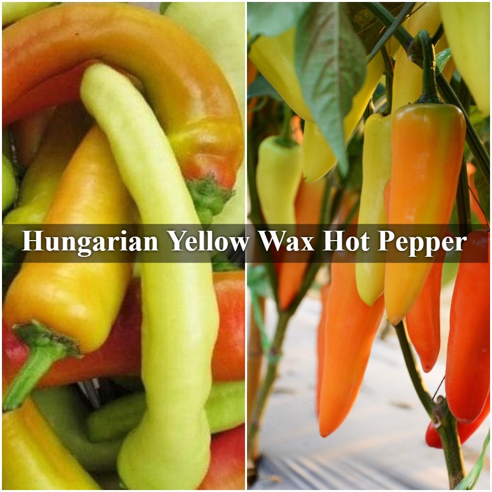 300 mg Hungarian Yellow Wax Hot Pepper Seeds for Plant Very Etsy