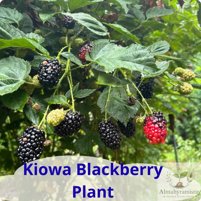 May include: A Kiowa blackberry plant featuring clusters of dark, ripe blackberries alongside some unripe green and red berries. The plant has serrated green leaves and thin stems. The text Kiowa Blackberry Plant is visible at the bottom.