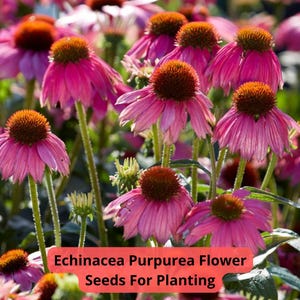 2 pcs of 500 mg Echinacea Purpurea Seeds | Purple Coneflower | Perennial Pollinator Plant | Hardy Native Wildflower | Zones 3–9