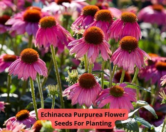 Purple Coneflower Seeds | Echinacea Purpurea, Perennial Wildflower 100 seeds