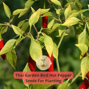4 pcs of 250 mg Thai Garden Bird Hot Pepper Seeds | Extra Spicy Chili for Cooking & Pickling | Open-Pollinated Non-GMO