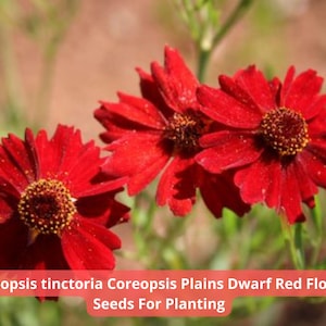 2 pcs of 100 mg Coreopsis tinctoria Seeds | Plains Dwarf Red | Heirloom Wildflower | Compact Bright Blooms | Annual Seeds