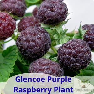 May include: A cluster of ripe, dark purple Glencoe raspberries on a green leafy plant. The text Glencoe Purple Raspberry Plant is printed in blue at the bottom, with the logo for Almahyramisray Seeds & Starter Plants in the corner.