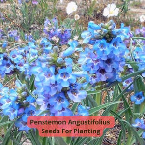 2 pcs of 100 mg Penstemon Angustifolius Seeds – Narrowleaf Beardtongue, Blue Wildflower, Drought Tolerant Native Perennial
