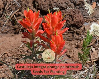 lotus seeds for planting Sacred Lotus Seeds - Nelumbo Nucifera main image 0