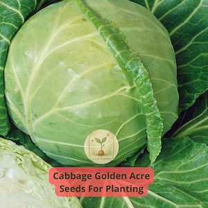 4 pcs of 1 gram Golden Acre Cabbage Seeds | Early Round Heads | Heirloom, Compact, Sweet Flavor | Great for Garden & Raised Beds
