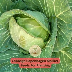 4 pcs of 1 gram Copenhagen Market Cabbage Seeds | Heirloom, Round Green Heads | Compact, Early Maturing | Great for Home Gardens