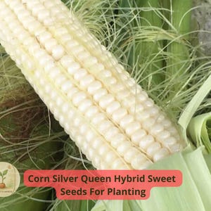 4 pcs of 5 gram Corn Silver Queen Hybrid Sweet Seeds | Tender White Kernels | High-Yield Sweet Corn for Garden or Field