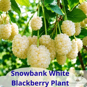 May include: A cluster of ripe white blackberries hanging from green stems with serrated leaves. The text at the bottom reads Snowbank White Blackberry Plant and includes a small circular logo with the text Almahyramisray Seeds & Starter Plants.