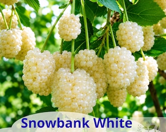 May include: A cluster of ripe white blackberries hanging from green stems with serrated leaves. The text at the bottom reads Snowbank White Blackberry Plant and includes a small circular logo with the text Almahyramisray Seeds & Starter Plants.
