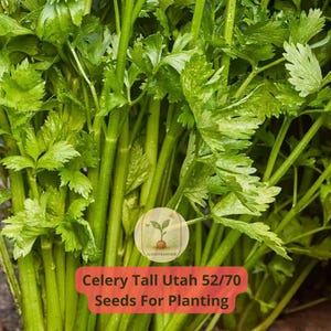 4 pcs of 1 gram Celery Tall Utah 52/70 Seeds | Crisp Heirloom Stalks | Garden Celery for Raised Beds, Containers, or Rows