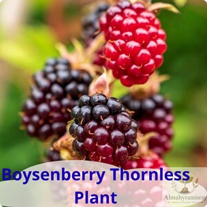 May include: A cluster of Boysenberry Thornless plant fruit showing a progression of ripening stages. The berries transition from deep red to dark purple and black, featuring a bumpy, aggregate texture with small individual drupelets.