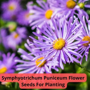 2 pcs of 100 mg Symphyotrichum puniceum Seeds | Purple-stem Aster | Perennial Wildflower | Native Pollinator Plant | Fall Blooms