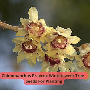 2 pcs of 10 Chimonanthus praecox Seeds | Wintersweet Tree | Fragrant Winter Flowering Shrub | Rare Seeds for Planting