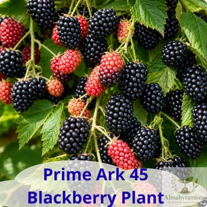 May include: A cluster of blackberries on a green leafy vine, showing both ripe black berries and ripening red berries. The text Prime Ark 45 Blackberry Plant is printed in blue at the bottom, with a small logo in the lower right corner.