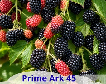 May include: A cluster of blackberries on a green leafy vine, showing both ripe black berries and ripening red berries. The text Prime Ark 45 Blackberry Plant is printed in blue at the bottom, with a small logo in the lower right corner.