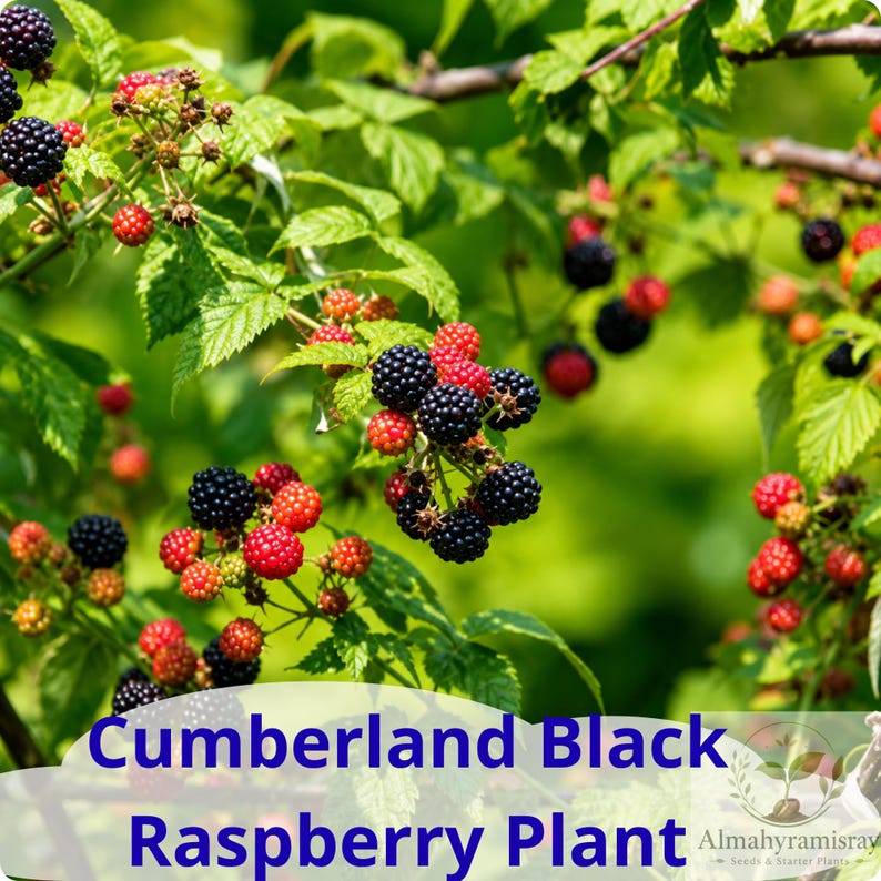May include: A Cumberland black raspberry plant featuring clusters of berries in various stages of ripeness, ranging from bright red to deep black, set against green leaves. The text Cumberland Black Raspberry Plant is visible.