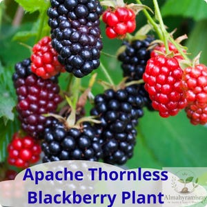 May include: A cluster of Apache Thornless Blackberry plant fruit in various stages of ripeness, ranging from bright red to deep black, hanging from green stems with green leaves. The text Apache Thornless Blackberry Plant is visible.