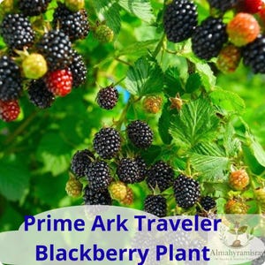 May include: A Prime Ark Traveler blackberry plant featuring clusters of ripe, dark black berries alongside some unripe red and green berries, all nestled among vibrant green serrated leaves. The text Prime Ark Traveler Blackberry Plant is visible.