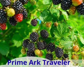 May include: A Prime Ark Traveler blackberry plant featuring clusters of ripe, dark black berries alongside some unripe red and green berries, all nestled among vibrant green serrated leaves. The text Prime Ark Traveler Blackberry Plant is visible.