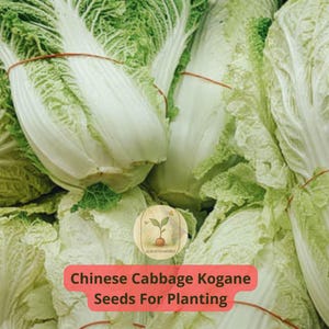 4 pcs of 500 g Chinese Cabbage Kogane Seeds | Tender & Sweet | Early Harvest Asian Vegetable | Open-Pollinated Non-GMO