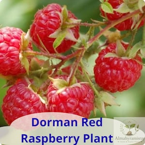 May include: A cluster of ripe, bright red raspberries on a green stem with small leaves. The text Dorman Red Raspberry Plant is printed in blue at the bottom, accompanied by a circular logo featuring a small plant and the text Almahyramisray.