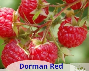 May include: A cluster of ripe, bright red raspberries on a green stem with small leaves. The text Dorman Red Raspberry Plant is printed in blue at the bottom, accompanied by a circular logo featuring a small plant and the text Almahyramisray.
