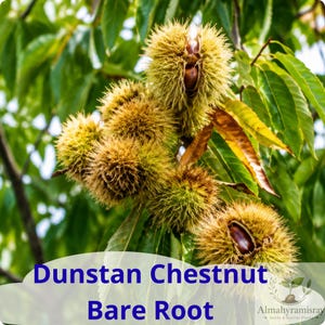 May include: A cluster of spiky, light green and yellow chestnut burs hanging from a tree branch, with smooth brown nuts visible inside the open husks. The text "Dunstan Chestnut Bare Root" is printed in blue at the bottom of the image.