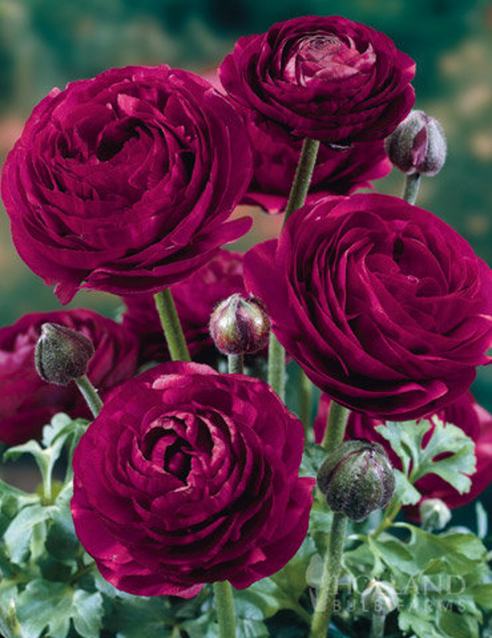 purple persian buttercup bulb purple persian buttercup bulb