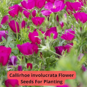 2 pcs of 100 mg Callirhoe involucrata Seeds | Purple Poppy Mallow | Drought Tolerant Groundcover | Native Wildflower | Zone 4–9