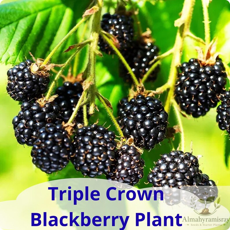 May include: A cluster of ripe, glossy black blackberries hanging from green stems with vibrant green leaves. The text at the bottom reads Triple Crown Blackberry Plant and includes the logo for Almahyramisray Seeds & Starter Plants.