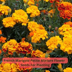 May include: A vibrant field of French Marigold Petite Mixture flowers in full bloom. The flowers display a mix of bright yellow and orange hues, with some petals edged in red. The image includes the text "French Marigold Petite Mixture Flower Seeds For Planting".