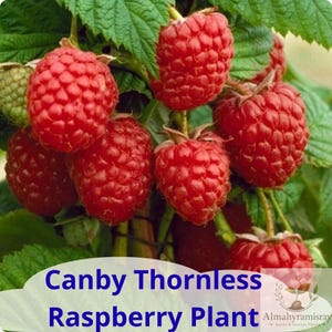 May include: A cluster of ripe, bright red raspberries growing on a plant with green leaves. One unripe green raspberry is visible on the left. The text Canby Thornless Raspberry Plant is printed in blue at the bottom of the image.