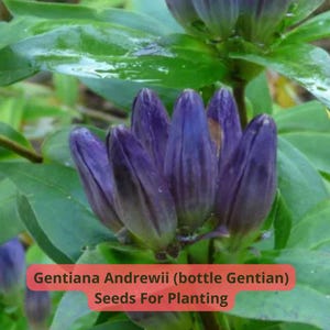 2 pcs of 100 mg Gentiana Andrewsii Seeds | Bottle Gentian | Native Blue Wildflower | Fall Bloom | Pollinator Plant | Shade Tolerant
