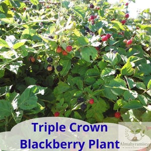 May include: A Triple Crown blackberry plant featuring green leaves and clusters of berries in various stages of ripening, ranging from bright red to deep black. The text Triple Crown Blackberry Plant is printed in blue at the bottom.
