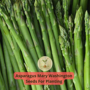 4 pcs of 100 1 gram Mary Washington Asparagus Seeds | Heirloom Asparagus officinalis | Perennial Vegetable | Easy to Grow | Garden Favorite