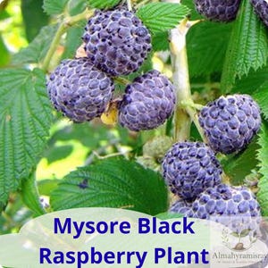 May include: A cluster of dark purple, textured Mysore black raspberries growing on a green leafy plant. The image includes the text Mysore Black Raspberry Plant and a small logo with the text Almahyramisray Seeds & Starter Plants.