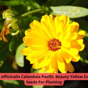 2 pcs of 300 mg Calendula officinalis Seeds | Pacific Beauty Yellow Dark | Heirloom Marigold | Golden Blooms | Annual Flower Seeds