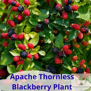 May include: A lush Apache Thornless Blackberry plant featuring clusters of ripe, dark black berries and vibrant red, unripe berries nestled among serrated green leaves. The text Apache Thornless Blackberry Plant is printed at the bottom.