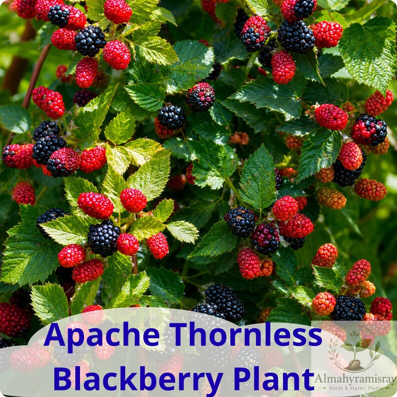 May include: A lush Apache Thornless Blackberry plant featuring clusters of ripe, dark black berries and vibrant red, unripe berries nestled among serrated green leaves. The text Apache Thornless Blackberry Plant is printed at the bottom.